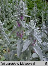 Stachys byzantina (czyściec wełnisty)