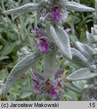 Stachys byzantina (czyściec wełnisty)