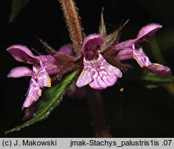 Stachys palustris (czyściec błotny)