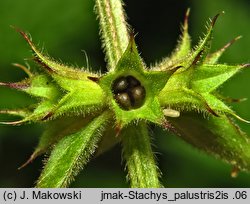 Stachys palustris (czyściec błotny)