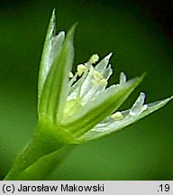 Stellaria uliginosa