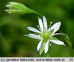 Stellaria uliginosa