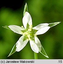 Stellaria uliginosa