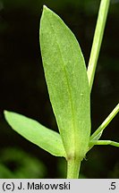 Stellaria uliginosa