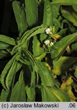 Stevia rebaudiana (stewia)