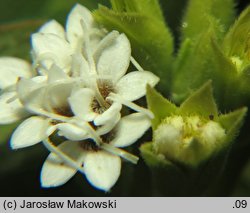 Stevia rebaudiana (stewia)