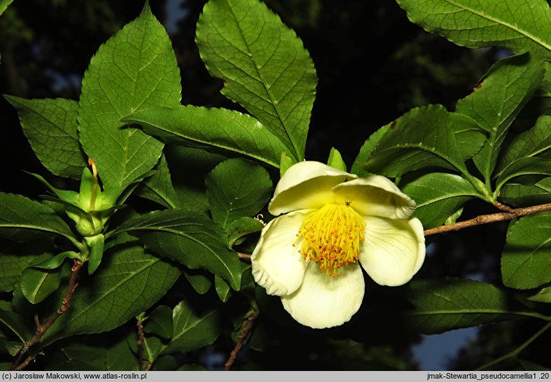 Stewartia pseudocamellia (stewarcja kameliowata)