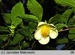 Stewartia pseudocamellia (stewarcja kameliowata)