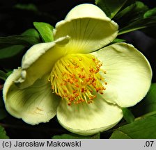 Stewartia pseudocamellia (stewarcja kameliowata)