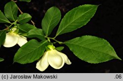 Stewartia pseudocamellia (stewarcja kameliowata)