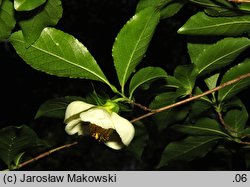 Stewartia pseudocamellia (stewarcja kameliowata)