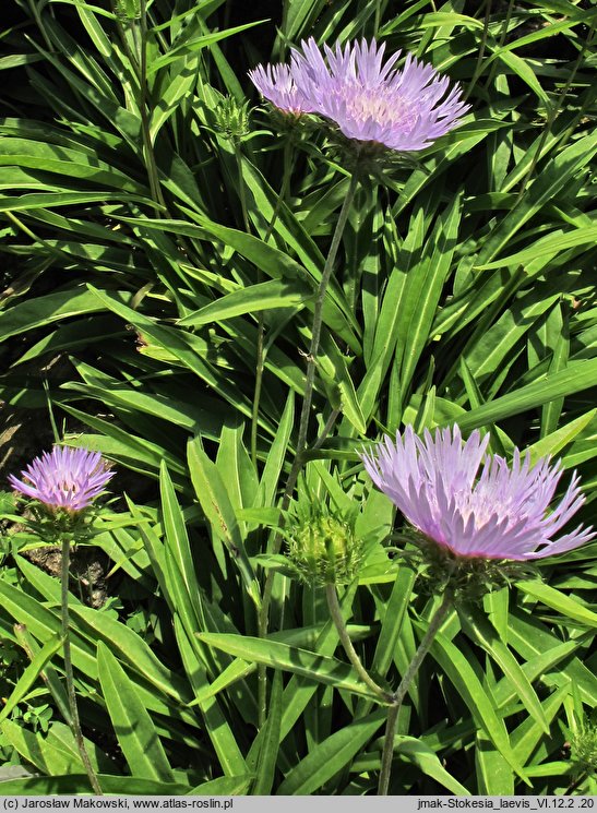 Stokesia laevis (stokezja gładka)