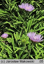 Stokesia laevis (stokezja gładka)