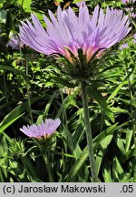 Stokesia laevis (stokezja gładka)