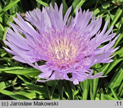 Stokesia laevis (stokezja gładka)