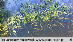 Stratiotes aloides (osoka aloesowata)