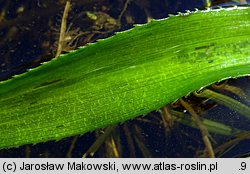 Stratiotes aloides (osoka aloesowata)