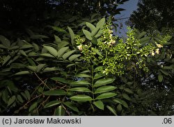 Styphnolobium japonicum (perełkowiec japoński)