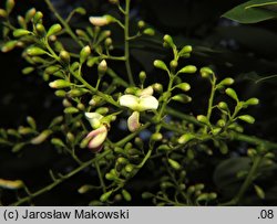 Styphnolobium japonicum (perełkowiec japoński)