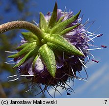 Succisa pratensis (czarcikęs łąkowy)