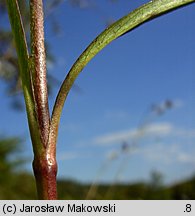 Succisa pratensis (czarcikęs łąkowy)