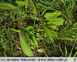 Succisa pratensis (czarcikęs łąkowy)