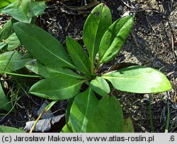 Succisa pratensis (czarcikęs łąkowy)