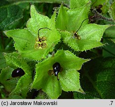 Symphytum officinale (żywokost lekarski)