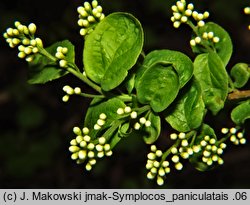 Symplocos paniculata (symplokos wiechowaty)