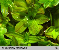 Syntrichia latifolia (pędzliczek szerokolistny)