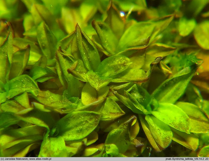 Syntrichia latifolia (pędzliczek szerokolistny)