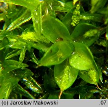 Syntrichia papillosa (pędzliczek brodawkowaty)