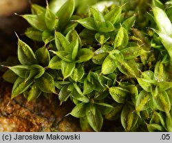 Syntrichia papillosa (pędzliczek brodawkowaty)