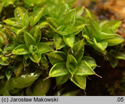 Syntrichia papillosa (pędzliczek brodawkowaty)