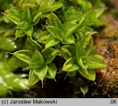 Syntrichia papillosa (pędzliczek brodawkowaty)