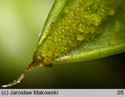 Syntrichia papillosa (pędzliczek brodawkowaty)