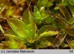 Syntrichia papillosa (pędzliczek brodawkowaty)