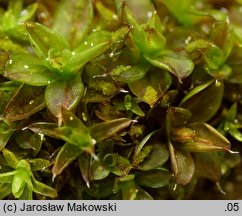 Syntrichia papillosa (pędzliczek brodawkowaty)