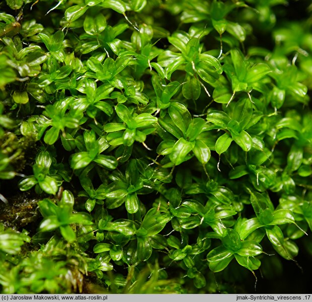 Syntrichia virescens (pędzliczek zielonawy)