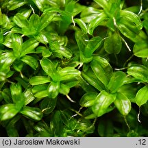 Syntrichia virescens (pędzliczek zielonawy)