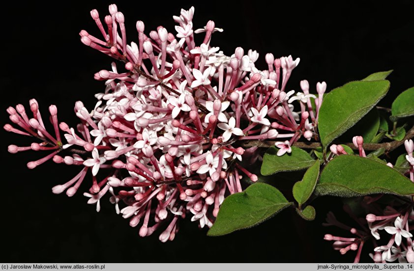 Syringa microphylla cv. Superba  (lilak drobnolistny 'Superba')