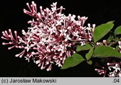 Syringa microphylla cv. Superba  (lilak drobnolistny 'Superba')