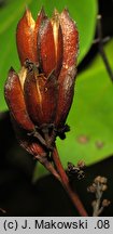 Syringa vulgaris (lilak pospolity)