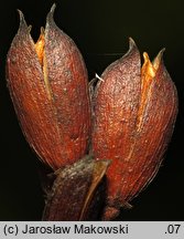 Syringa vulgaris (lilak pospolity)