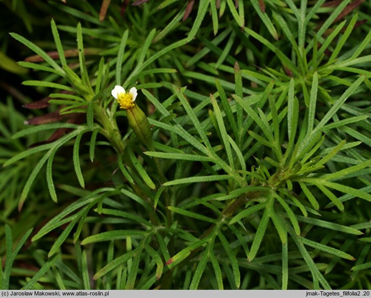 Tagetes filifolia (aksamitka lukrecjowa)