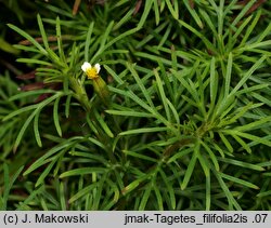 Tagetes filifolia (aksamitka lukrecjowa)