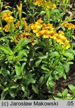 Tagetes lucida (aksamitka błyszcząca)