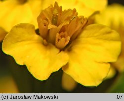 Tagetes lucida (aksamitka błyszcząca)