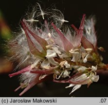 Tamarix tetrandra (tamaryszek czteropręcikowy)