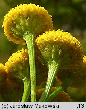 Tanacetum vulgare